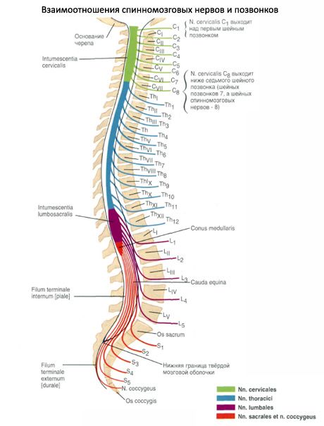 Medula espinhal