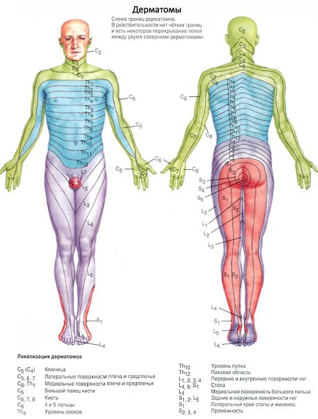 Medula espinhal