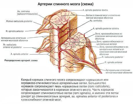 Medula espinhal