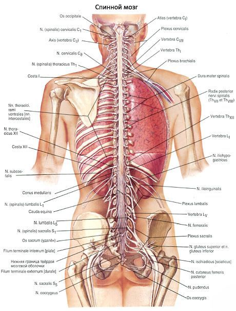 Medula espinhal