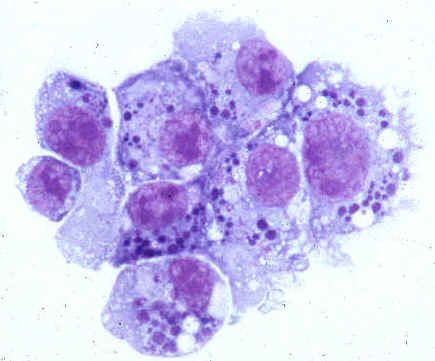 Agentes causadores da anaplasmose humana (família Anaplasmataceae)