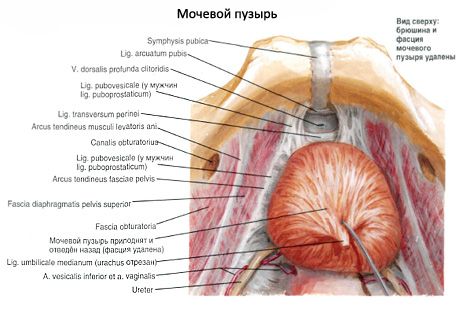 Bexiga urinária (vesica urinária)