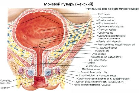 Bexiga urinária (vesica urinária)