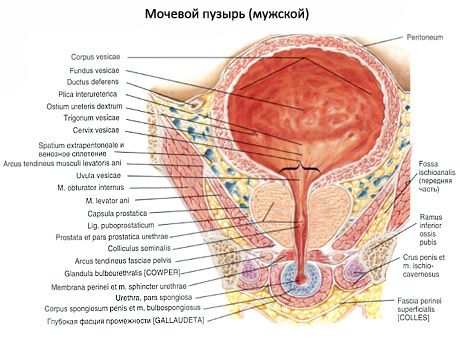 Bexiga urinária (vesica urinária)