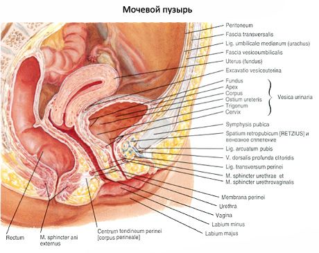 Bexiga urinária (vesica urinária)